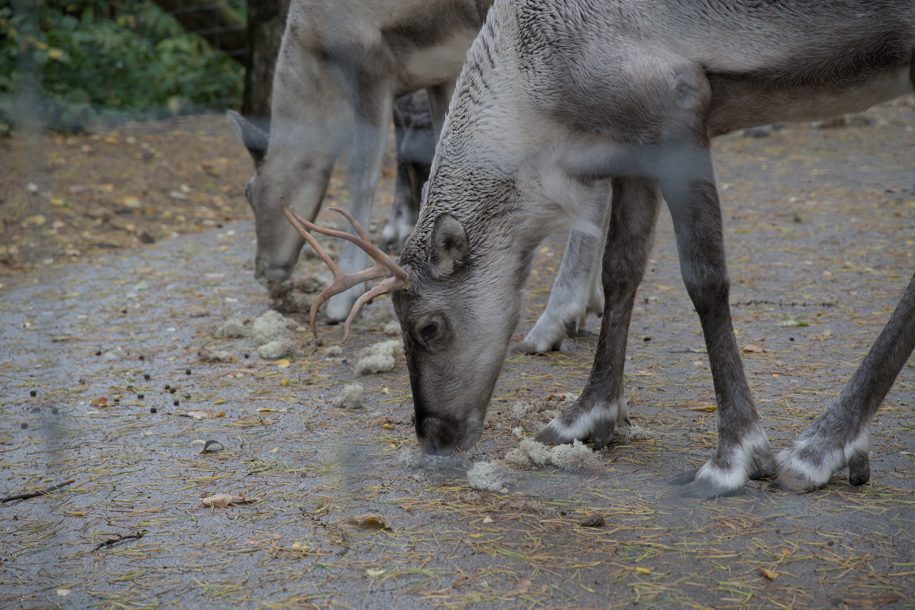 2025/10/12 - zoo/DSC_0081.jpg